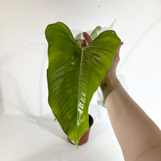 Philodendron genevievianum (Non-TC) [#1825]