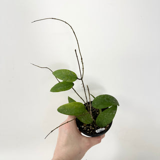 Hoya honglenae [#1694]