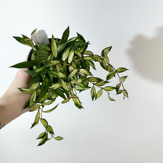 Hoya lacunosa variegata [#2179]