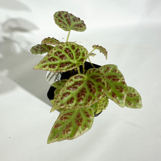 Begonia dracopelta (dark form) [#1879]