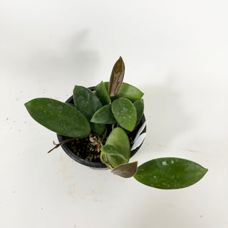 Hoya vangviengiensis [#1743]