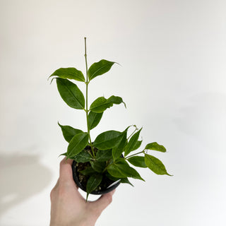 Hoya medusa