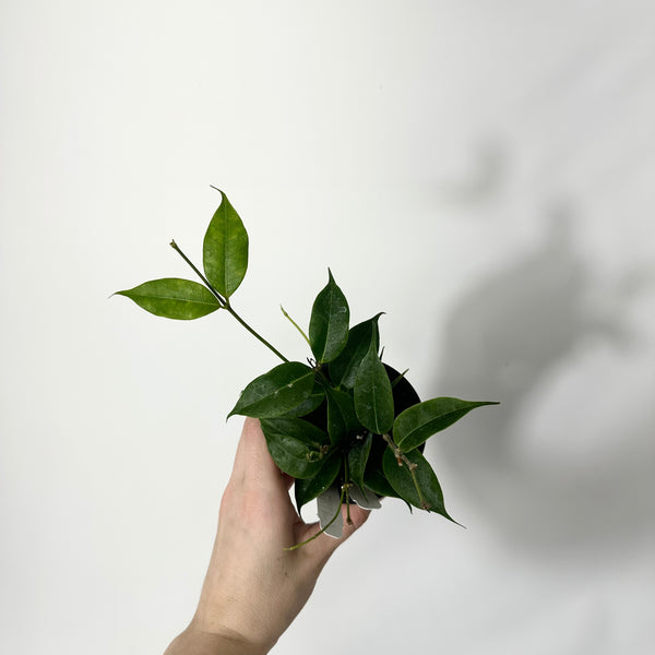 レアなHOYA biruensis レアなHOYA biruensis - メルカリ