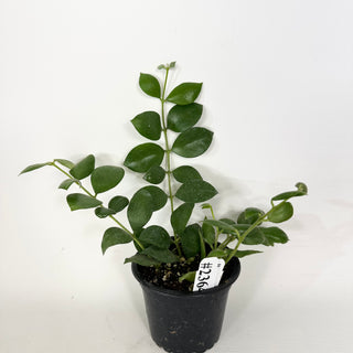 Hoya aeschynanthoides [#2364]