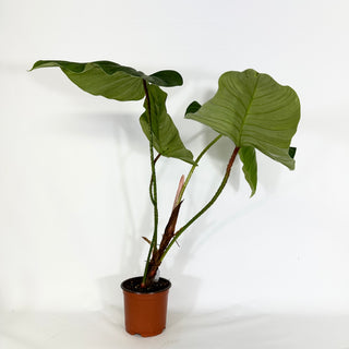 Philodendron genevievianum (Non-TC) [#1165]