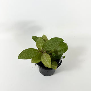 Hoya elliptica [#1808]