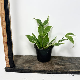 Hoya polyneura (outer variegated) [#1609]