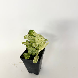 Z-5157 - Scindapsus pictus ‘Mangurai’ variegated