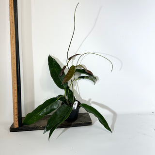 Hoya macgillivrayi [#2140]