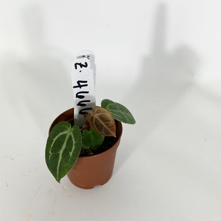 Z-4666 - Anthurium 'Tezula Dreamweaver'/dorayaki x 'Arnold Schwarzenegger' - Seedling