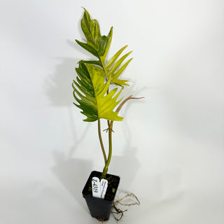 Z-4319 - Philodendron 'Florida Beauty' x tortum **NEW Release**