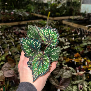 Begonia 'Fairytale' [#2150]