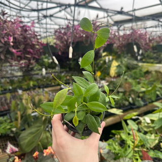 Hoya josephinae