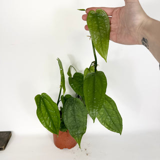 Z-5319 - Anthurium sp. 'Limon' - 5.5" Pot