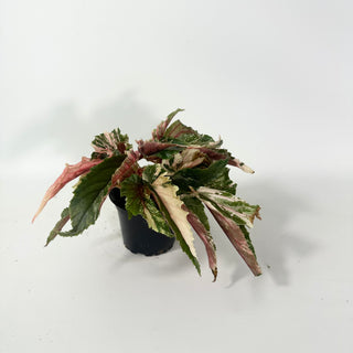 Begonia 'Ginny Galaxy' [#2062]