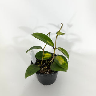 Hoya verticillata 'Suet Jade' [#1506]