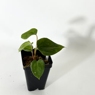 Anthurium papillilaminum SL #1 x 'Amelia's Delight' [#1672]