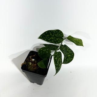 Z-4943 - Scindapsus pictus "Green Form" (Hassk)