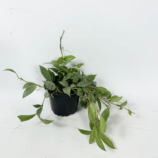 Hoya lacunosa 'Moonlight' [#2333]