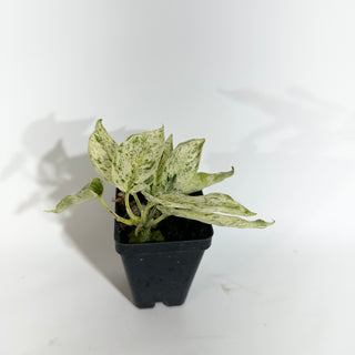 Z-4898 - Scindapsus pictus ‘Mangurai’ variegated