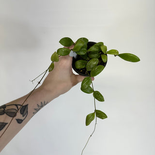 Hoya brevialata "Splash" [#1179]