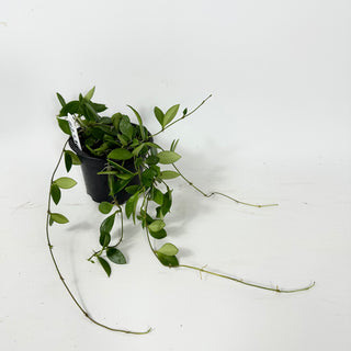 Hoya 'Mini Pixie' [#2336]