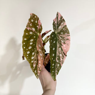 Begonia maculata (Variegated) [#2014]