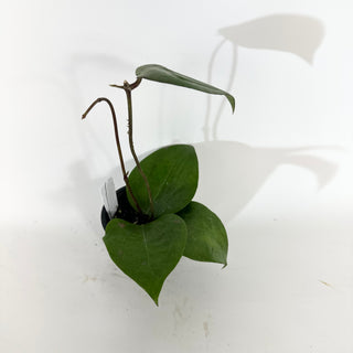 Hoya balaensis "Splash" [#2070]