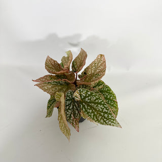 Begonia 'Snow Capped' (Variegated) [#1470]