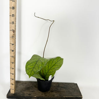 Hoya meredithii [#2295]