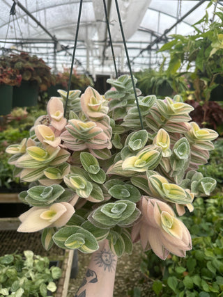 Tradescantia sillamontana variegata