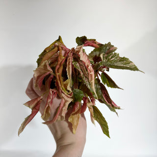 Begonia 'Ginny Galaxy' [#1816]