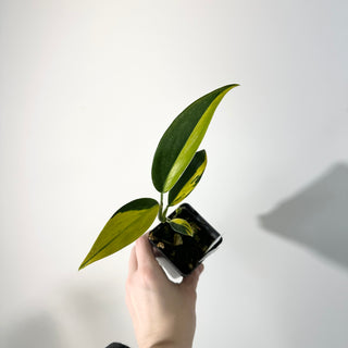 Z-5299 - Scindapsus coriaceus variegated