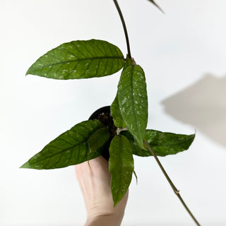 Hoya sp. Aceh Gayo Lues [#2138]