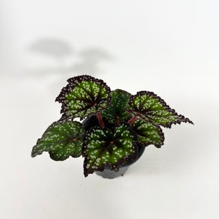 Begonia 'Fairytale' [#2150]