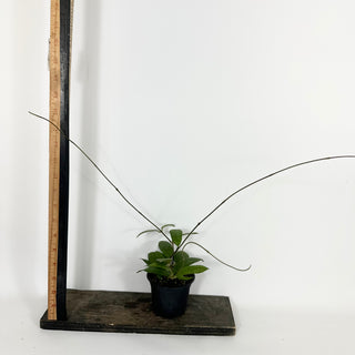 Hoya sp. Aceh Singkil AO 01 [#2203]