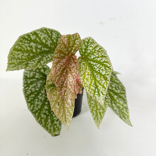Begonia 'Snow Capped' (Variegated) [#2109]