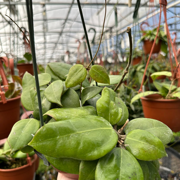 Hoya Dolichosparte | Trailing Plant with Pale Yellow Flowers