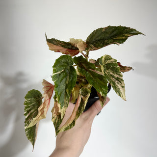 Begonia 'Ginny Galaxy' [#1885]
