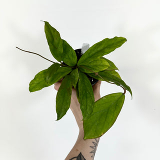 Hoya 'Udroiu'