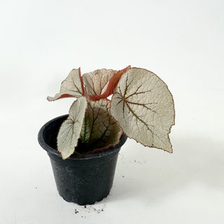 Begonia 'Rice Paper' [#1869]