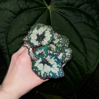 Begonia 'Dolce Vita' [#1911]