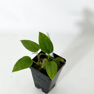 Anthurium 'Prince of Darkness' x indo portillae [#1673]
