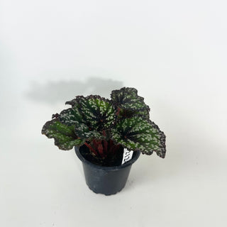 Begonia 'Fairytale' [#2124]