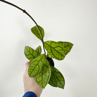 Hoya callistophylla 'Vena' [#1620]