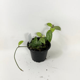 Hoya crassipetiolata (Splash) [#1675]