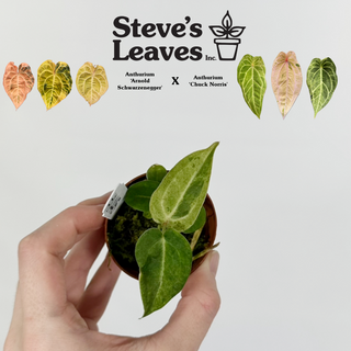 Anthurium 'Arnold Schwarzenegger' x 'Chuck Norris' - 2 Seedlings [#1445]