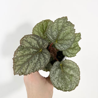 Begonia 'Almost Home' [#2136]