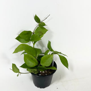 Hoya sp. Ambon [#1982]