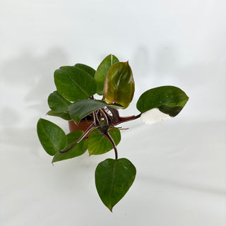 Z-4624 - Philodendron "White Knight" (Non-TC)